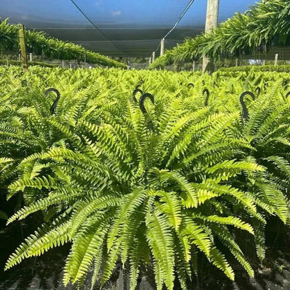 💛Glowing Boston Ferns with Lights – 🌿 Zero Watering, Zero Maintenance🌿